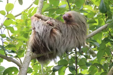 TEST - Sloth 01