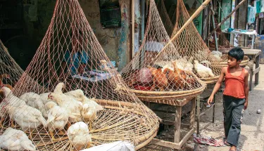 poultry market