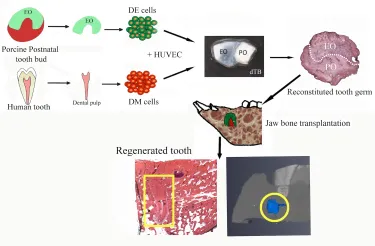 illustration of the series of steps to create bioengineered teeth