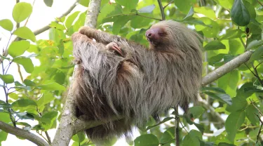 TEST - Sloth 01