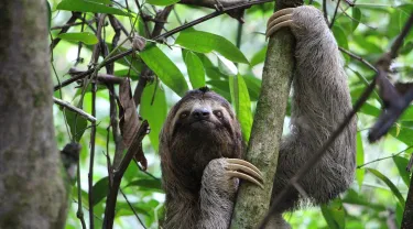 sloth-2759724_1920.jpg