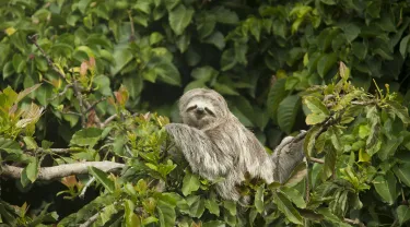 sloth-7269590_1920.jpg