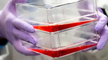 Clear plastic containers with red liquid held by gloved hands. Cultivated meat production costs could fall significantly with new cells created at Tufts University.
