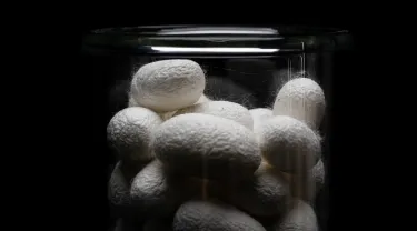 Silk cocoons made at the Silk Lab