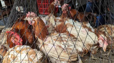 The chickens are desplayed for sell at Dhaka Market in Bangladesh