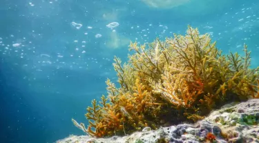 stock photo of the sea floor