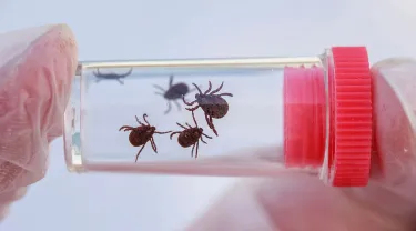 ticks in a plastic jar