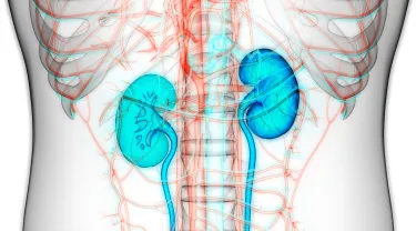 An illustration of the human kidneys inside the body