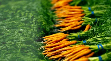 Food and nutrition