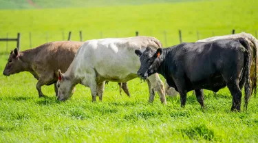 Three cows grazing on green grass
