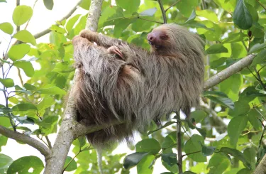 TEST - Sloth 01