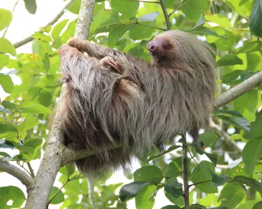 TEST - Sloth 01