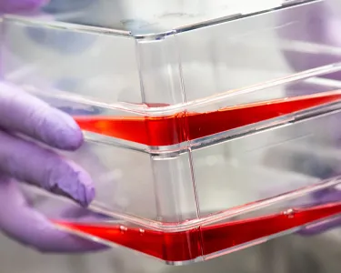 Clear plastic containers with red liquid held by gloved hands. Cultivated meat production costs could fall significantly with new cells created at Tufts University.