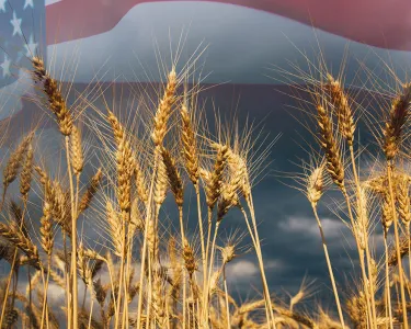 Double exposure with the american flag and beautiful natural wheat.