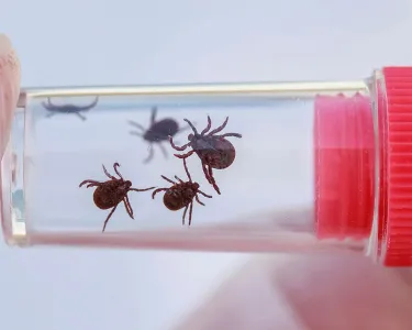 ticks in a plastic jar