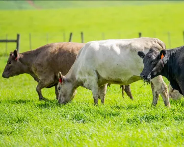 Three cows grazing on green grass