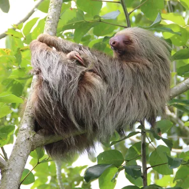 TEST - Sloth 01