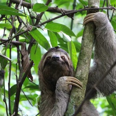 sloth-2759724_1920.jpg