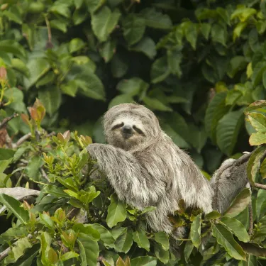 sloth-7269590_1920.jpg